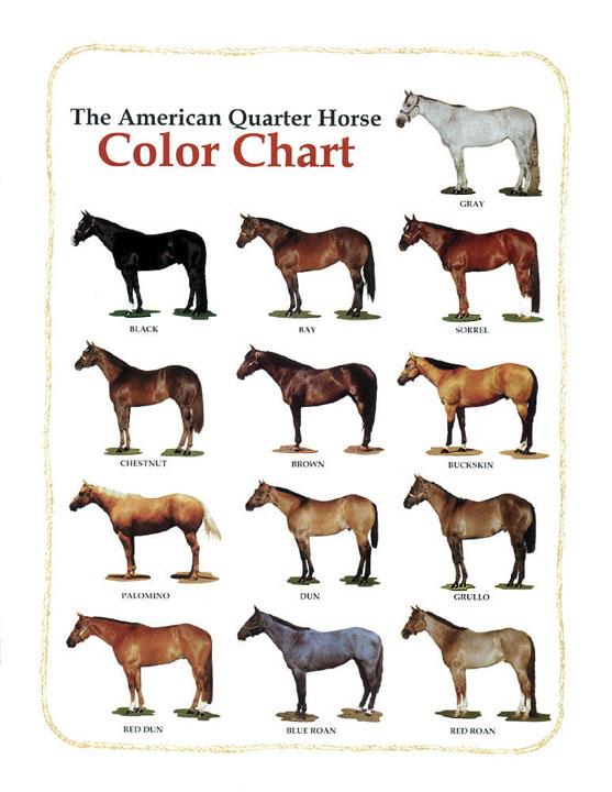 Buckskin Color Chart